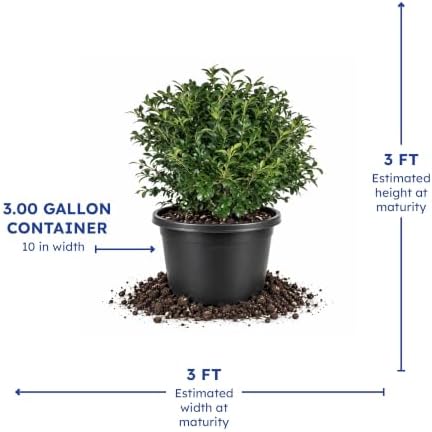 NewGen Independence Boxwood, Live Evergreen Shrub, 3 Gallon - Image 4