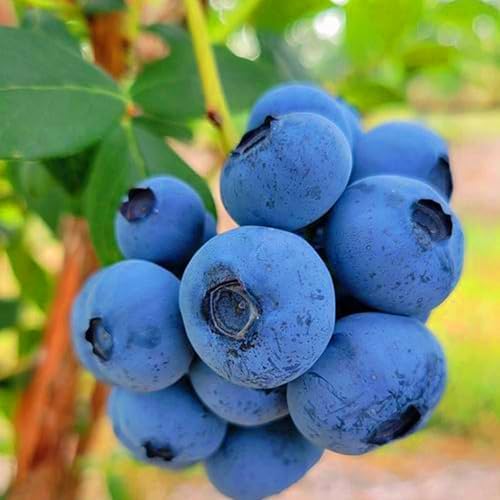 200pcs Dwarf Bonsai Blueberry Trees Seeds for Planting, Perennial Organic Sweet Gaint Blueberry Fruits Seeds, Non-GMO Heirloom Hummingbird Vine Pots Fruits Plants for Home Garden - Image 2