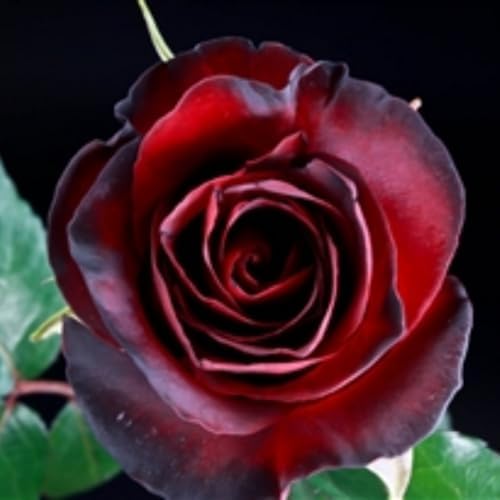 Black Red Velvet Climbing Rose Live Plant, 6 Months Old Starter, Fragrant Purple Climbing Roses for Planting Outdoor, No Pot - Image 5