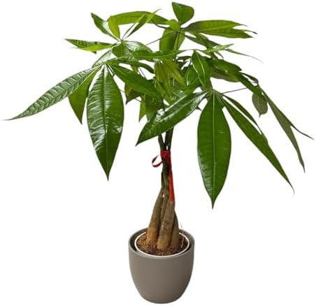 Money Tree Live Plant | 14-22 Inches Tall Bonsai | Easy to Grow Indoor Houseplant | Home, Office, or Room Decor | Birthday, Housewarming Gift (Slate) by hopewindplants