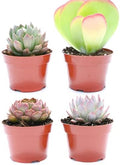 Large Colorful Outdoor Succulents - Assorted 4 Inch - Live Outdoor Succulent Plants - Large Fully Rooted Live Succulents (4) by SucculentMarket