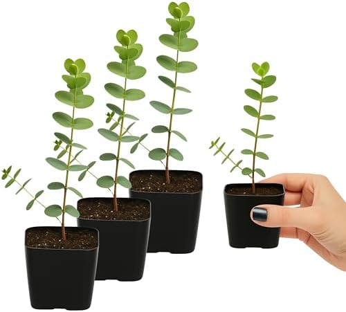 Spiral Gray Eucalyptus Bonsai Tree, Baby Blue EucalyptusPlant 2 Inch Pot (3) - Image 3