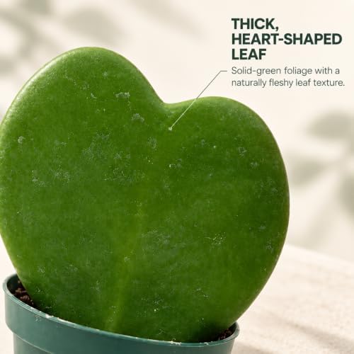 Hoya Heart Kerri Live Plant 2 inch Pot - Heart Succulents Plants Live - Image 2