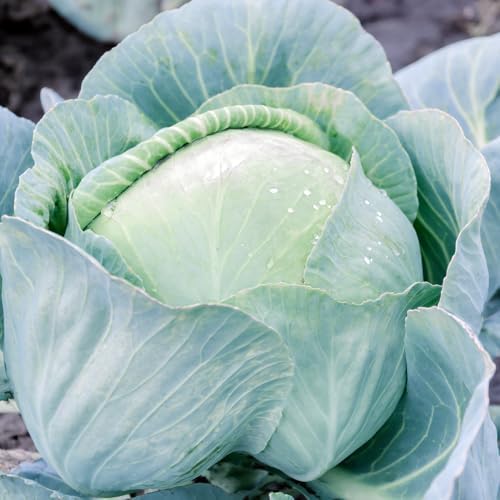500 Cabbage for Garden Vegetable Seeds, Seeds for Planting - Image 6