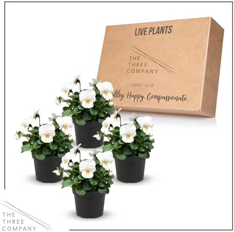 Pansy - White Blotch (4 Pack), Live Winter Flowering Annual, Beautiful Winter Color, 6" Tall by 4" Wide in 1 Pt Pot - Image 5
