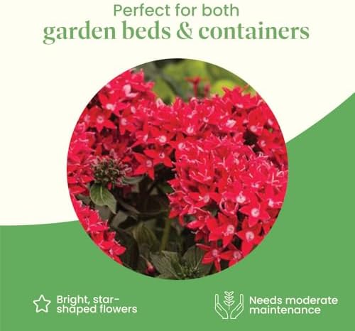 American Plant Exchange Penta 'Red Lace' – 6-Inch Pot – Live Flowering Plant with Deep Red Star-Shaped Blooms, Heat-Tolerant Outdoor Annual for Gardens, Patios, Containers & Pollinator Spaces - Image 5