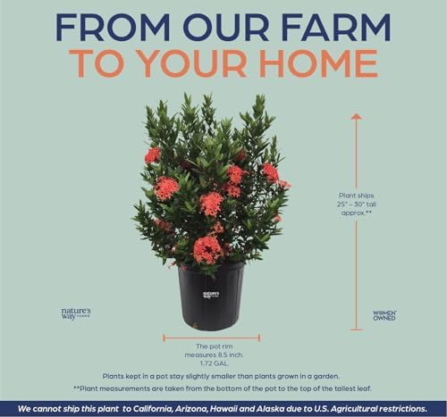 Nature’s Way Farms Ixora Taiwanese Red Outdoor Flowering Live Shrub (25-30in Tall) in Grower Pot - Image 3