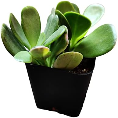 Live Succulent Cactus Plants (2" Pot Senecio Jacobsenii Trailing Jade) - Image 2