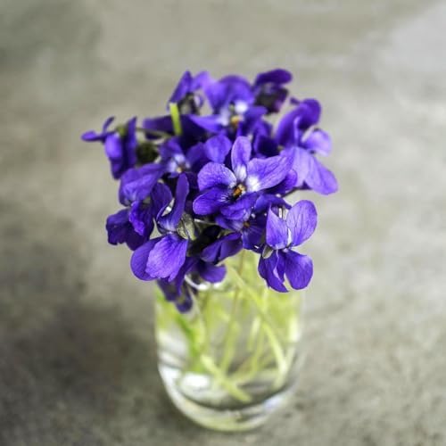 CarpetC 200+ Violet Seeds for Planting, Perennial Wildflower Viola sororia, Non-GMO Ground Cover Attracts Butterflies for Shade Gardens and Lawns, Home Garden - Image 4