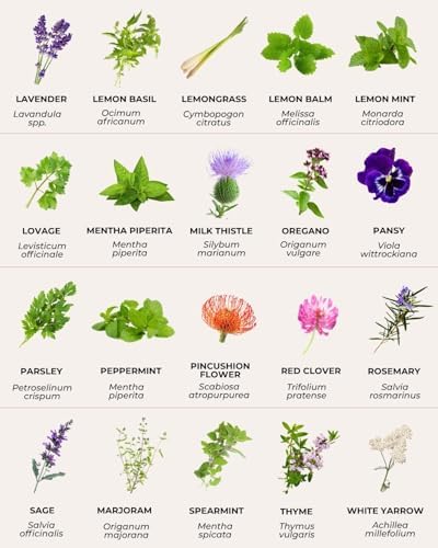 Tactiko Medicinal & Tea Herb Seeds Kit | 40 Varieties | Non-GMO | US Grown - Image 5