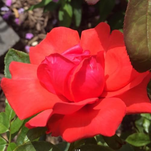 Red Climbing Rose Live Plant, Hardy, 5-10 Inch Tall - Image 6