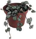 String of Hearts - Hearts Entangled -Ceropegia woodii-2.5" Pot-Collector' Series by Hirt%27s+Gardens