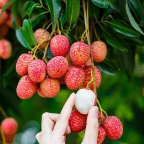 Lychee Tree Live Plant, Tropical Fruit Litchi Seedling, in 4" Pot - Image 4