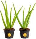 Costa Farms Aloe Vera, Live Indoor Plants, Easy Care, 7-in Tall, 2-Pack by Unknown