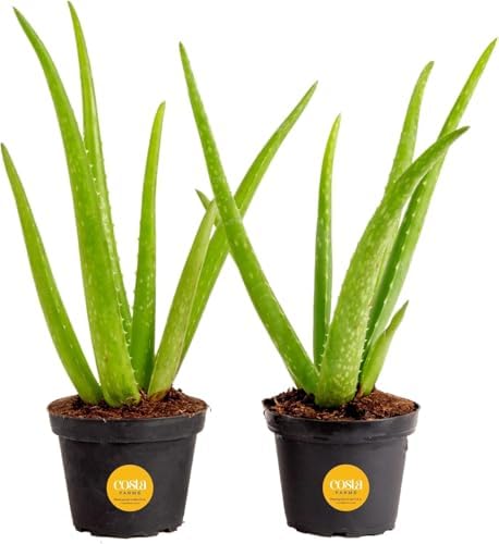 Costa Farms Aloe Vera, Live Indoor Plants, Easy Care, 7-in Tall, 2-Pack by Unknown