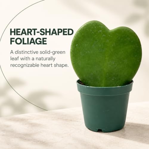 Hoya Heart Kerri Live Plant 2 inch Pot - Heart Succulents Plants Live - Image 4