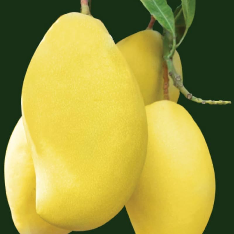 Lemon Mango Tree Live Plant, Tropical Fruit, 3 Gallon Pot - Image 7