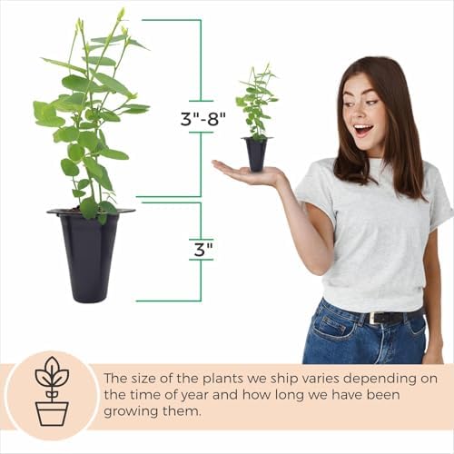 Fam Plants Live Blueberry Biloxi Bush (4 Pack) Southern Highbush Berry - Image 4