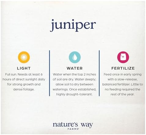 Nature’s Way Farms Juniper Blue Pacific Evergreen Outdoor Groundcover (8-20in Tall) in 2 Quart Grower Pot - Image 5