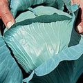 Golden Cross Cabbage Seeds (45 Seeds) Seeds for Planting, Farm, Growing in Garden, Greenhouse, Vegetable, Fruit by Unknown