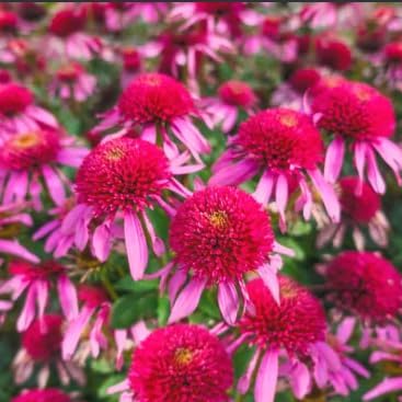 Double Scoop Bubblegum Coneflower Live Plant – Echinacea purpurea – Bright Pink Double Flowers – Hardy Pollinator Perennial – Butterfly Garden Flower – 2.5 Inch Pot by Japanese+Maples+and+Evergreens