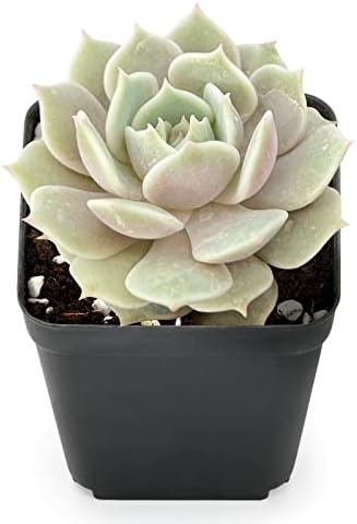 Sprout N Green Echeveria Lola, Live Succulent Rooted in 2" Pot with Soil - Image 2