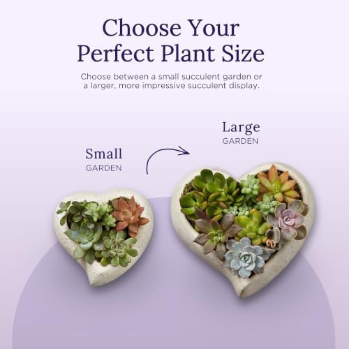 1800 Flowers - Sweet Succulent Heart Garden Large | Succulent for Delivery - Image 4