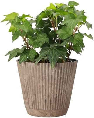 Live Hahn's Green Ivy Plant, Vining Indoor Plant, 4" Pot - Image 2