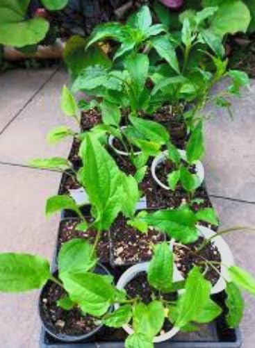 Double Scoop Bubblegum Coneflower Live Plant – Echinacea purpurea – Bright Pink Double Flowers – Hardy Pollinator Perennial – Butterfly Garden Flower – 2.5 Inch Pot - Image 5