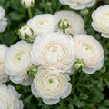 25 White Ranunculus Bulbs, Garden Flower Bulbs by GardenNurserySince1996