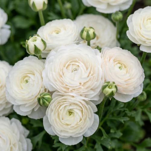 25 White Ranunculus Bulbs, Garden Flower Bulbs by GardenNurserySince1996