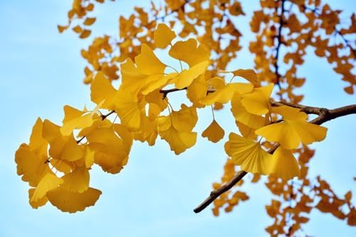 10 Ginkgo Biloba Tree Seeds for Planting, Maidenhair Tree Seeds, Heirloom Non-GMO Outdoor Garden Seeds, Easy to Grow, Full Sun to Partial Shade - Image 4