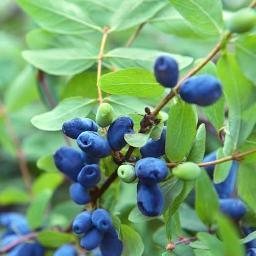 Haskap Live Plant, Haskap Honeyberry Bush, 4-8 Inch Tall - Image 6