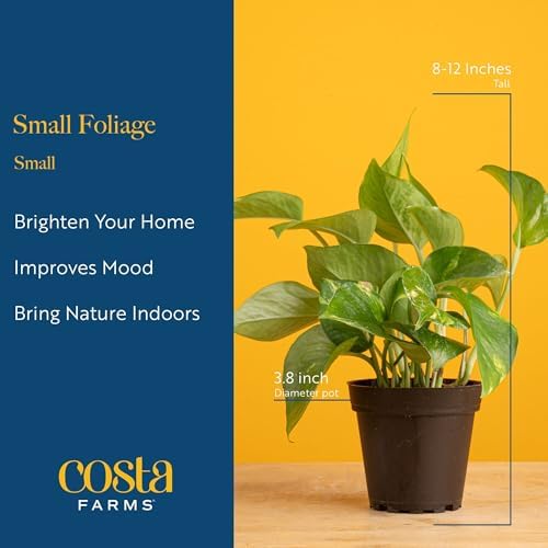 Costa Farms Live Indoor Plant Variety Bundle, 4-Inch Grow Pots, 6-Pack - Image 4
