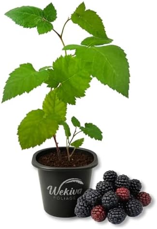 Immaculate BlackBerry Plant - 1 Live Starter Plant - Rubus - Edible Fruit Bearing Bush for Patio and Garden by WekivaFoliage