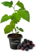 Twilight BlackBerry Plant - 1 Live Starter Plant - Rubus - Edible Fruit Bearing Bush for Patio and Garden by WekivaFoliage