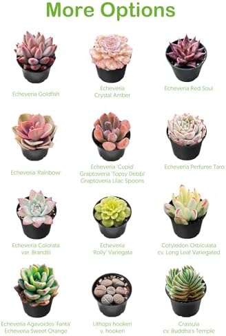 2-in Live Succulent Plants Trumpet Jade, Easy Care & Drought Tolerant - Image 7