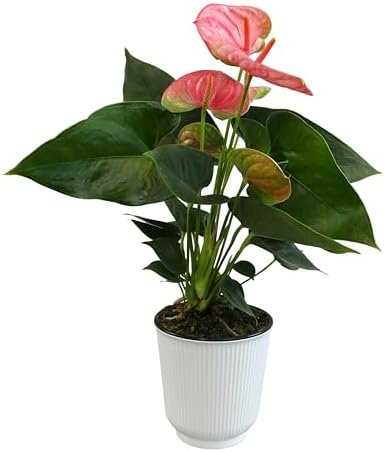 Pink Anthurium Live Plant Decor (Approx. 13-16" Tall), Real Flowers/House Plants in 4" White Plant Pot, Floral Office Plants, Air Purifying Plants & Cool Gifts for Plant Lovers by Plants for Pets - Image 6
