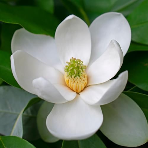 Sweetbay Magnolia Tree Plant Live, Flowering Tree, 2-3 Ft Tall, Gallon Pot by Unknown