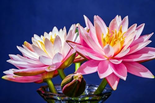 2 Packs of Dwarf Lotus Seeds for Planting in Water, 160+pcs Bowl Lotus Hummingbird Vine Flower Seeds, Heirloom Non-GMO Beauty Flowers Plants Water Home Garden Lotus Bowl Planters for Outdoors Indoors - Image 3