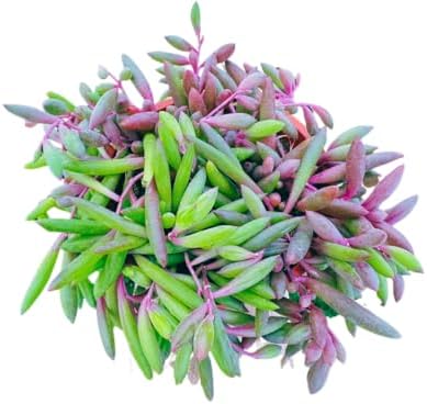 Live Succulent 4" Othonna Capensis Ruby Necklace, Succulents Plants Live, Succulent Plants Fully Rooted, House Plant for Home Office Decoration, DIY Projects, Party Favor Gift By The Succulent Cult - Image 4