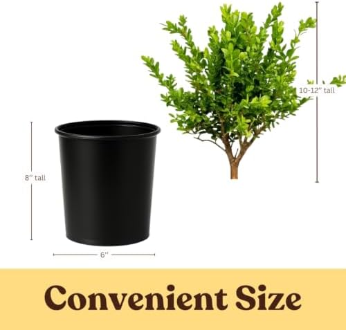 Boxwood Bonsai Tree Live, Buxus Evergreen Starter Plant, 1-Gallon - Image 3
