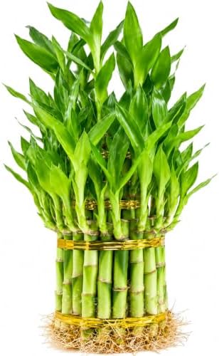 Lucky Bamboo Live Plant, 3 Layer Dracaena Sanderiana Houseplant by NYCitySucculents
