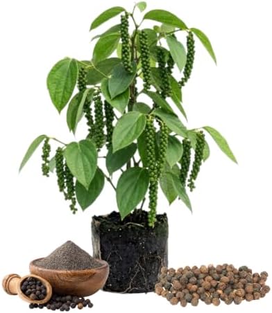Black Pepper Plant Live, Piper Nigrum Plant, 5 - 7 Inc Tall, Climbing Vines by Unknown