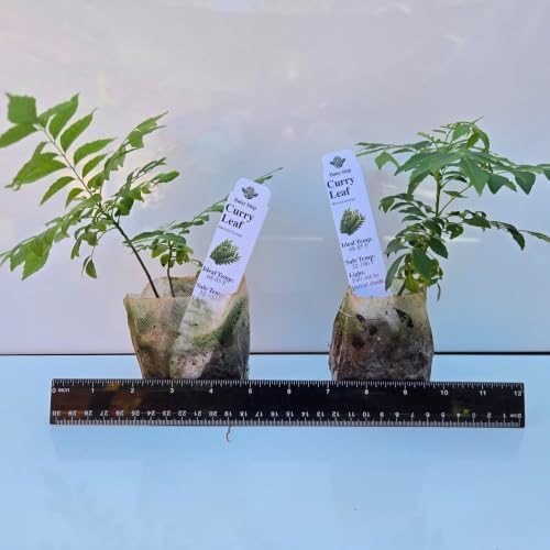 Daisy Ship Curry Leaf Plant Live Murraya Koenigii - 2 x 2-in Bags - Image 2