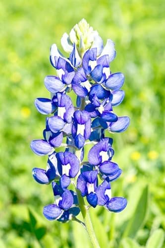 Texas Bluebonnet Seeds for Planting - 900+ Lupinus Texensis Seeds, Non-GMO Heirloom, Texas State Flower, Drought Tolerant Wildflower, Attracts Pollinators, Ideal for Gardens & Meadows - Image 3