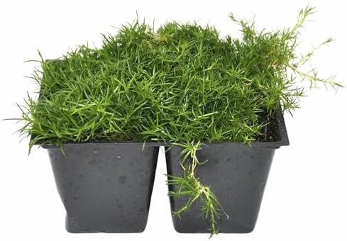Sagina subulata, Irish Moss, Pearlwort, ground cover, Cnt Sz: 4pk by WinterGreenhouse
