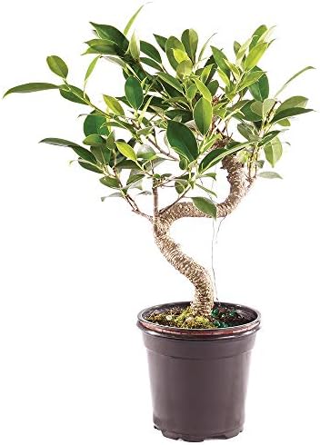 Brussel's Bonsai - Small Ficus Live Bonsai Tree, Potted Indoor Plant by BrusselsBonsai