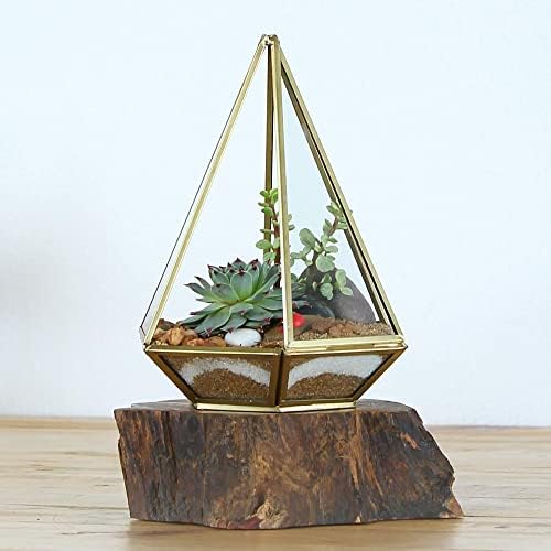 Shop Succulents Pastel Succulent Plant Pack Collection - Live Mini Succulent Plants, Low Maintenance, Bright & Serene Colors & Textures - Wedding and Party Favors, Gift & Garden, Pack of 6 - Image 6