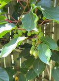 Hardy Kiwi Live Plants – Edible Fruit Vine, Zones 3–8: 1 Anna Female 4"+ and 1 Meader Male 4"+ Pair (2 Plants in 2.5" Pots) by Unknown